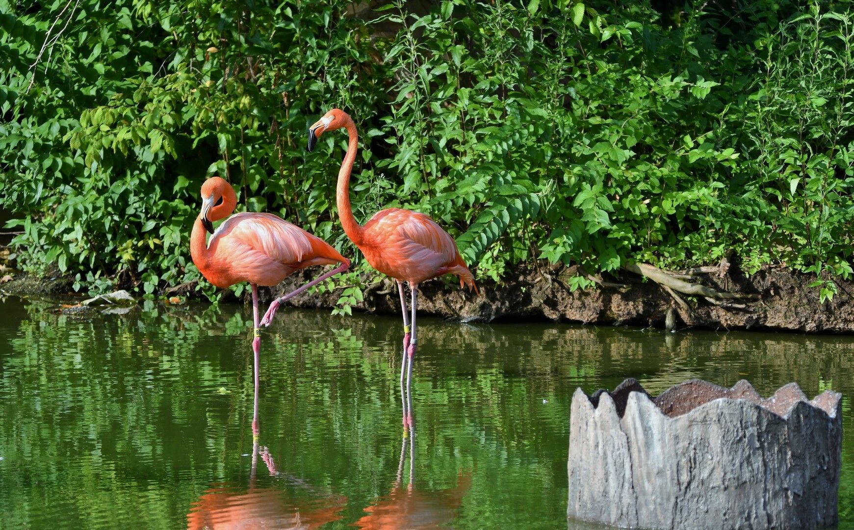Yoga at the Zoo